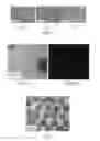 Fig. 05 - Alginate microbeads, method for forming the same and associated applications