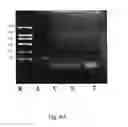 Fig. 08 - Test probes, common oligonucleotide chips, nucleic acid detection method, and their uses