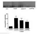 Fig. 06 - Compounds for stimulating P-glycoprotein function and uses thereof