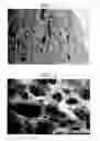 Fig. 02 - Bone implant matrix and method of preparing the same