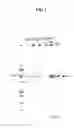 Fig. 02 - GLUCURONYL TRANSFERASE AND POLYNUCLEOTIDE ENCODING THE SAME