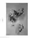 Fig. 04 - Sweet cherry tree named 'Rubilam'