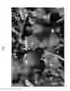 Fig. 02 - Sweet cherry tree named 'Rosilam'