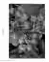 Fig. 03 - Sweet cherry tree named 'Rosilam'