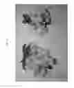 Fig. 04 - Sweet cherry tree named 'Rosilam'