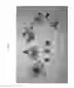 Fig. 02 - Nectarine tree named 'Nectarbondant'