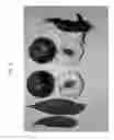 Fig. 03 - Nectarine tree named 'Nectarbondant'