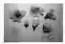 Fig. 01 - Nectarine tree named 'Cakeredal'