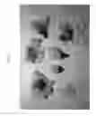 Fig. 02 - Nectarine tree named 'Cakeredal'