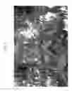 Fig. 05 - Nectarine tree named 'Cakeredal'