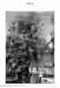 Fig. 06 - Nectarine tree named 'Cakeredal'