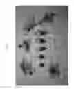 Fig. 02 - Nectarine tree named 'NECTARRUBY'