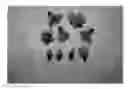 Fig. 01 - Nectarine tree named 'NECTARBOOM'
