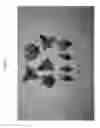 Fig. 02 - Nectarine tree named 'NECTARBOOM'