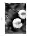 Fig. 03 - Nectarine tree named 'NECTARBOOM'