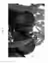 Fig. 04 - Nectarine tree named 'NECTARBOOM'