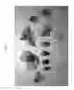 Fig. 02 - Nectarine tree named 'NECTARDREAM'