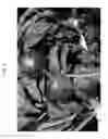 Fig. 04 - Nectarine tree named 'NECTARDREAM'