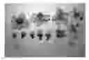 Fig. 01 - Nectarine tree named 'NECTARLOVE'