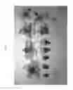 Fig. 02 - Nectarine tree named 'NECTARLOVE'