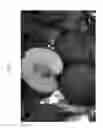 Fig. 04 - Nectarine tree named 'NECTARLOVE'