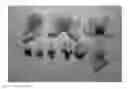 Fig. 01 - Nectarine tree named 'NECTARPERF'
