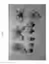 Fig. 02 - Nectarine tree named 'NECTARPERF'