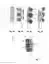 Fig. 08 - Toothbrush