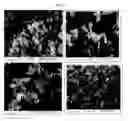 Fig. 40 - Nanocluster compositions and methods
