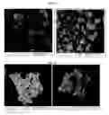 Fig. 43 - Nanocluster compositions and methods