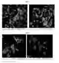 Fig. 44 - Nanocluster compositions and methods
