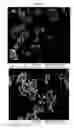 Fig. 46 - Nanocluster compositions and methods