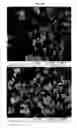 Fig. 47 - Nanocluster compositions and methods