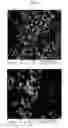 Fig. 48 - Nanocluster compositions and methods