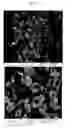 Fig. 49 - Nanocluster compositions and methods