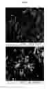Fig. 65 - Nanocluster compositions and methods