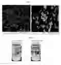 Fig. 68 - Nanocluster compositions and methods