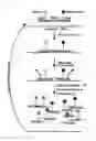 Fig. 02 - Method for real-time detection of in food using a cleavable chimeric probe