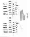 Fig. 06 - Nucleic acid quantitation from tissue slides