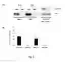 Fig. 02 - HuR-Associated Biomarkers