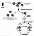 Fig. 01 - METHODS AND REAGENTS FOR ENRICHMENT AND CHARACTERIZATION OF PHOSPHORYLATED BIOMOLECULES