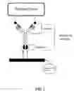 Fig. 02 - Multivalent carriers of bi-specific antibodies