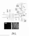 Fig. 02 - Method and apparatuses for sorting objects in forensic DNA analysis and medical diagnostics