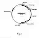 Fig. 02 - Methods for using positively and negatively selectable genes in a filamentous fungal cell