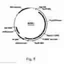 Fig. 06 - Methods for using positively and negatively selectable genes in a filamentous fungal cell
