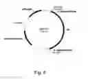 Fig. 07 - Methods for using positively and negatively selectable genes in a filamentous fungal cell