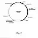 Fig. 08 - Methods for using positively and negatively selectable genes in a filamentous fungal cell