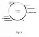 Fig. 09 - Methods for using positively and negatively selectable genes in a filamentous fungal cell