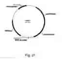 Fig. 22 - Methods for using positively and negatively selectable genes in a filamentous fungal cell