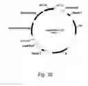 Fig. 33 - Methods for using positively and negatively selectable genes in a filamentous fungal cell